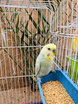 عصفور بقلينو رينبو ذكر مشاءالله