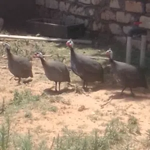 خمسه دجاجة فرعوني