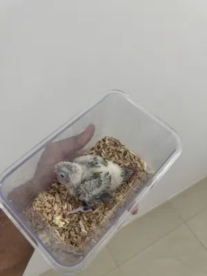 كنيور باينبل