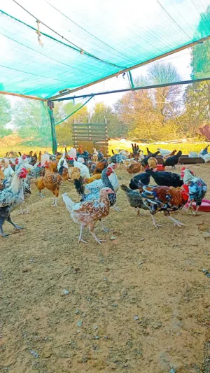 بيع دجاج جملة وقطاعي