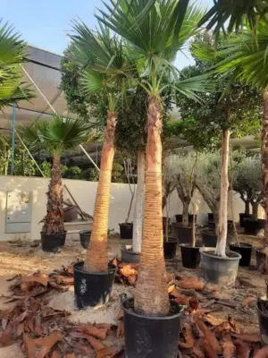 Washingtonia _ نخلة واشنطونيا