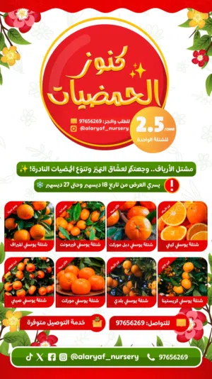 عرض شتلات وأشجار الحمضيات - البرتقال - الليمون - ليمون غزير الاثمار يوسفي المندرين - برتقال سكري