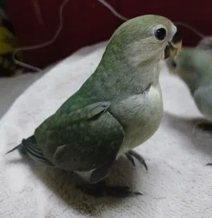 فرخ لوف بيرد لون مميز متعلم هدد نهاية غر