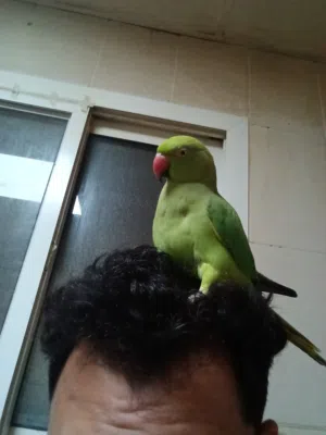 2اتنين ببغاء الدرة زوج اليف و بيحكي و لعوب