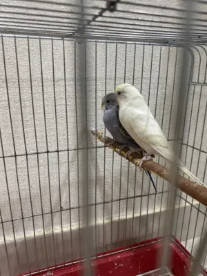 للبيع طيور بادجي