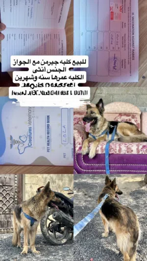 كلب جيرمن شيبر