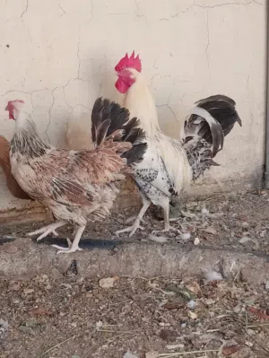 دجاج بياض للبيع
