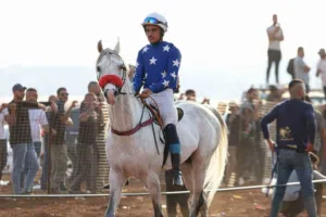 حصان عربي اصيل بطل سباقات سرعة