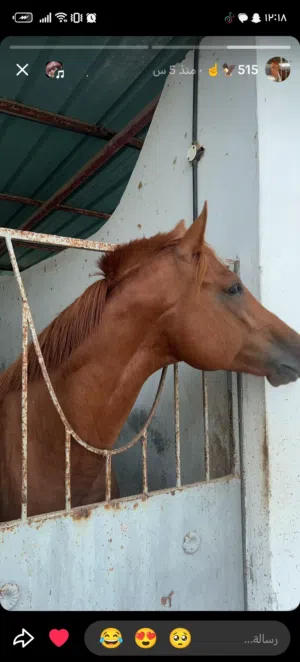 خيل عربي أصيل