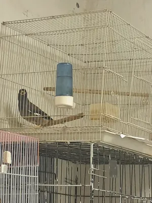 ‏طيور‏0