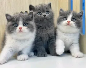 Shorthair british kittens