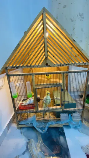 ببغاء كوكتيل