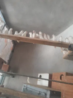 بركاديلو البينو حجم جامبو عين حمراء تاجوراء