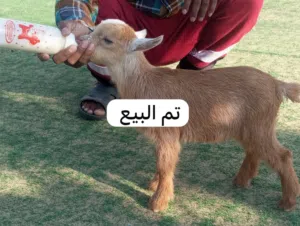 ماعز بقمي القزم