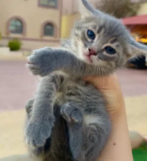 قطط كيتن عمر شهر