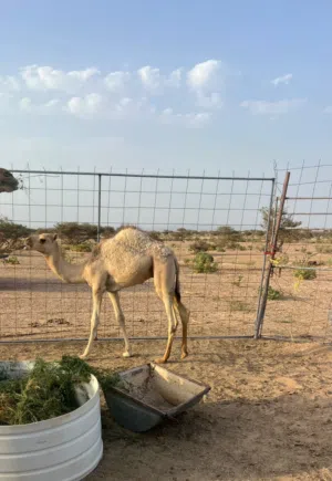 جمل -جعود رضيع غير مركوض من الاخر500