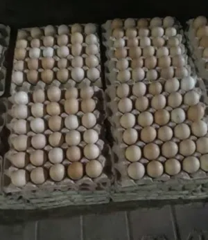 للحجز والبيع بيض مخصب دجاج كانجا الحبشي والفرنسي التهجين مع فيتنامي والرومي والفرنسي كولمبي البيور
