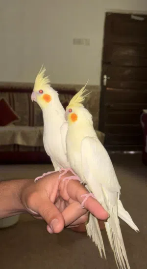 زوج كوكتيل شكريات عيون حمر اليفات طينة