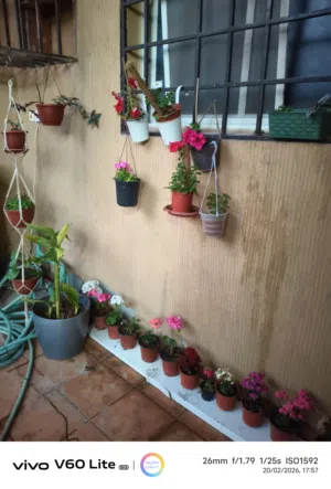 indoor outdoor plants