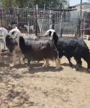 يعد نجديات