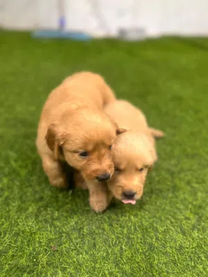 Golden Retriever الجولدن ريتريفر العمر أسبوعين العدد 10 انثي 5وذكور5