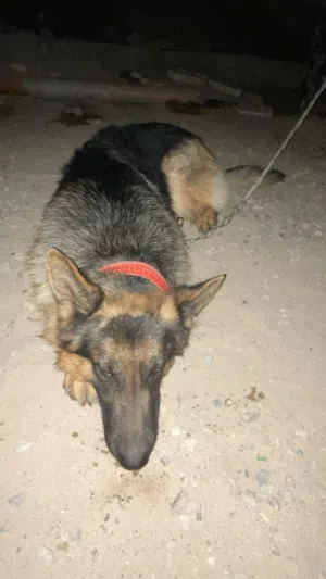 كلب جيرمن ..،