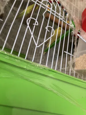 عصافير حب جميلة