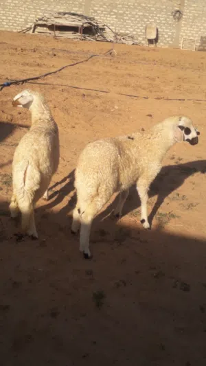 زوز إفطايم برقاويات عمرهم 5شهور إفاطايم ماشاء الله لا قوة إلا بالله خاليات من جميع العيوب سعر الواحد