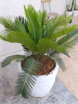 غرس زينه داخلي و خارجي