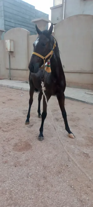 ‏خيل‏0
