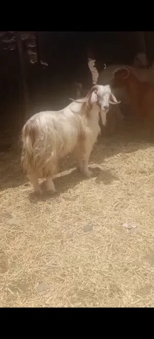 تيس محلي  كبير