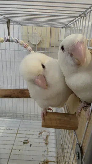 زوج طيور روز البينو منتج مع البياضة و القفص