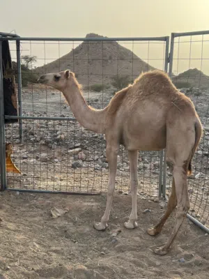 أفلح من ذكر الله بكره فل سمنه