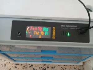 فقاصة دجاج