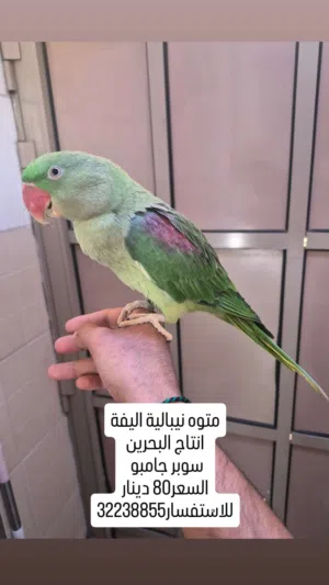 متوه نيبالية اليفة انتاج البحرين سوبر جامبو  السعر80 دينار