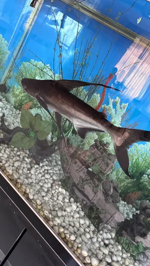 Fish2