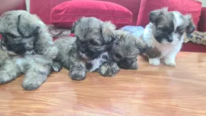 shih tzu puppies 2 months old