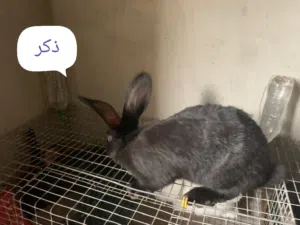 ارانب جامبو 3/4