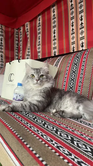 قط شيرازي ذكر أليف وهادي جدا متعود على اللتر بوكس وأكله الخاص لونه رمادي