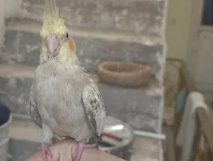 كوكتيل اليف للبيع