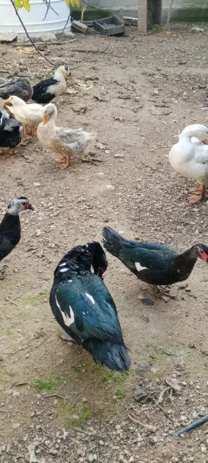 بط شغال العدد 9