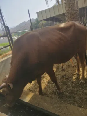 عجل عماني 100٪