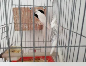 كوبيه كوكتيل