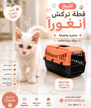 قطة تركش انغورا