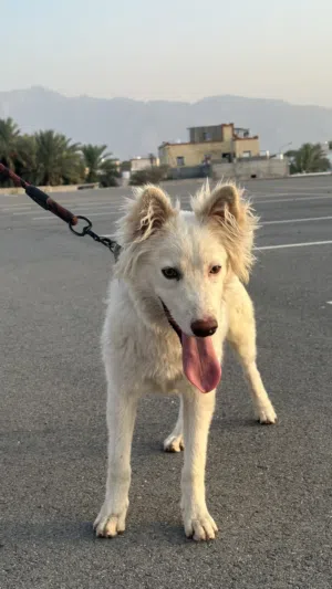 كلب هاسكي للبيع قابل للتفاوض وللمبادله