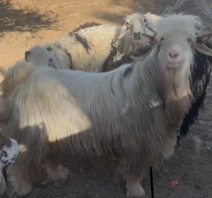 تيس - عمر التيس 3 سنوات