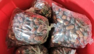 للبيع تمر (سح)