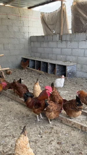 دجاج الفرنسي الاحمر الاصل