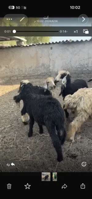 كباشه2+حملات2