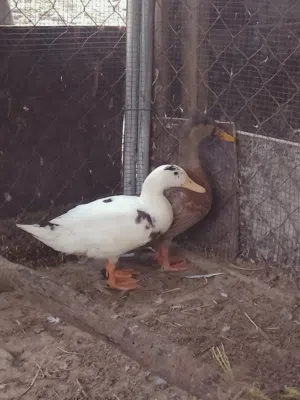 للبيع بط محلي